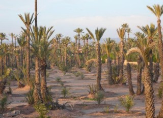 Une fort de palmiers
