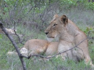 Une lionne dans le parc Kruger