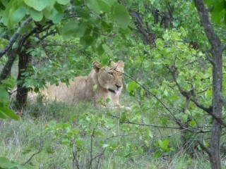 Une lionne dans un bosquet