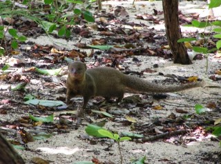 Une mangouste