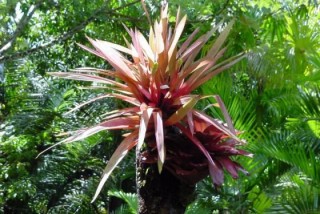 Une plante tropicale de type bromliace