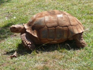 Une tortue Une tortue