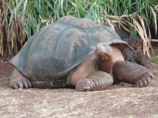 Une tortue Une tortue