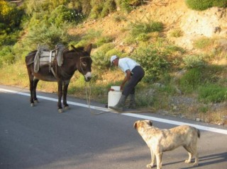 Vie en Crête Vie en Crête