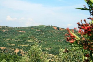 Vue sur les oliviers