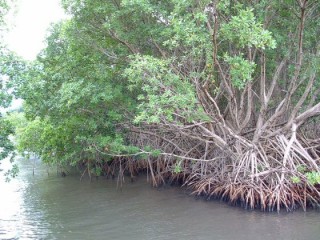 La mangrove La mangrove