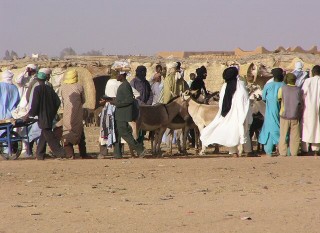 Exposition d'nes au march