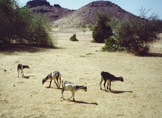 Les chèvres du désert Les chèvres du désert