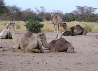 Dromadaires domestiques