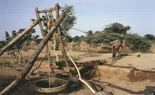 Un dromadaire tire l'eau du puits