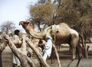 Abreuvement du btail