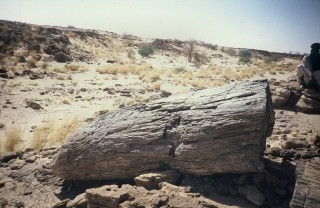 Vestige du Sahara verdoyant : un tronc silicifi