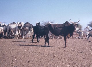 Dromadaires et zbus.