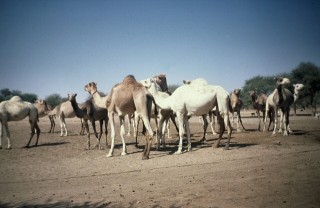 Dromadaires