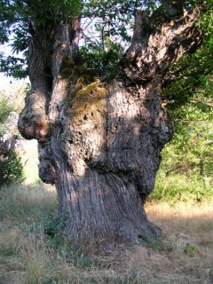 Las Mdulas : ancienne mine d'or romaine