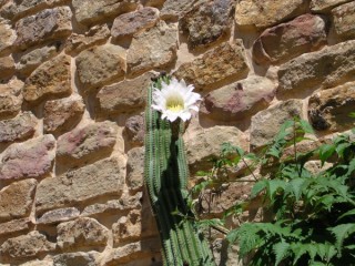 Ullastret : cactus au pied du rempart
