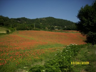 Champ de coquelicots