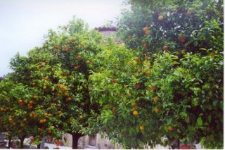 Chapelle sous les orangers