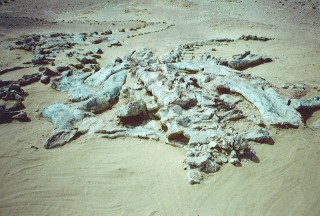Squelette de dinosaure