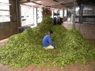 Femme triant les feuilles de thé