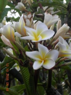 Fleurs dans un lodge