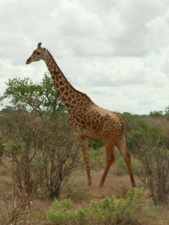 Girafe au tsavo est