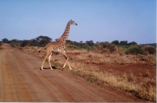 Giraffe massaï