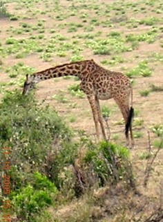 La girafe mange