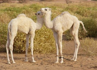 Chamelons nouveaux-nés Chamelons nouveaux-nés