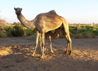 La tétée au crépuscule La tétée au crépuscule