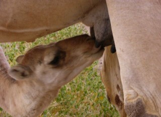 Chamelon à la mamelle Chamelon à la mamelle