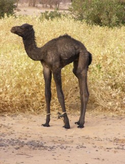 Un très jeune chamelon Un très jeune chamelon