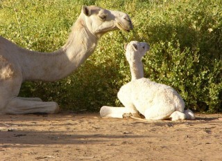 Un chamelon tout jeune Un chamelon tout jeune