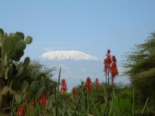 Le kilimanjaro vu du kimana Lodge