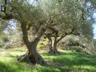 Le village d'ou viens notre huile d'olive