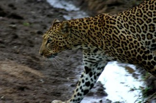 Lopard