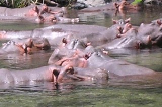 Les hippos