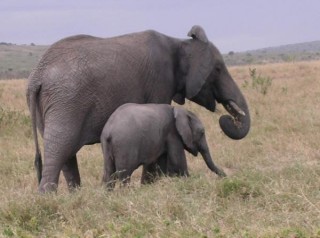 Maman lephant et son elephanteau