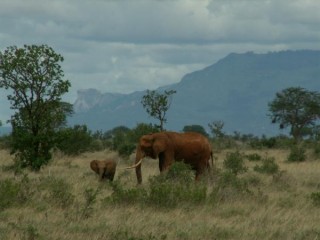 Maman et bébé éléphant au Tsavo Est