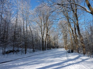 Marche vers le Mont Royal