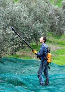 Moi pendant la recolte des olives