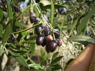 Nos olives au mois de novembre