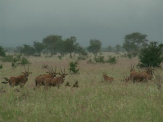 Oryx au Tsavo est