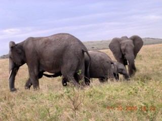 Promenade des elephants