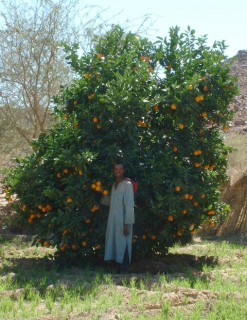 Les orangers de Timia Les orangers de Timia