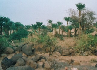 Les palmiers d'Azel