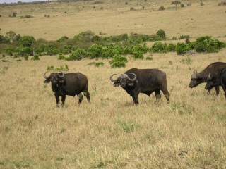 Troupeau de buffles