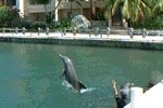 Les dauphins de la marina en vidéos
