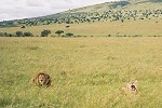 Safari du 2ième jour