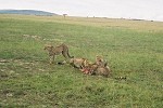 Safari du 4ième jour